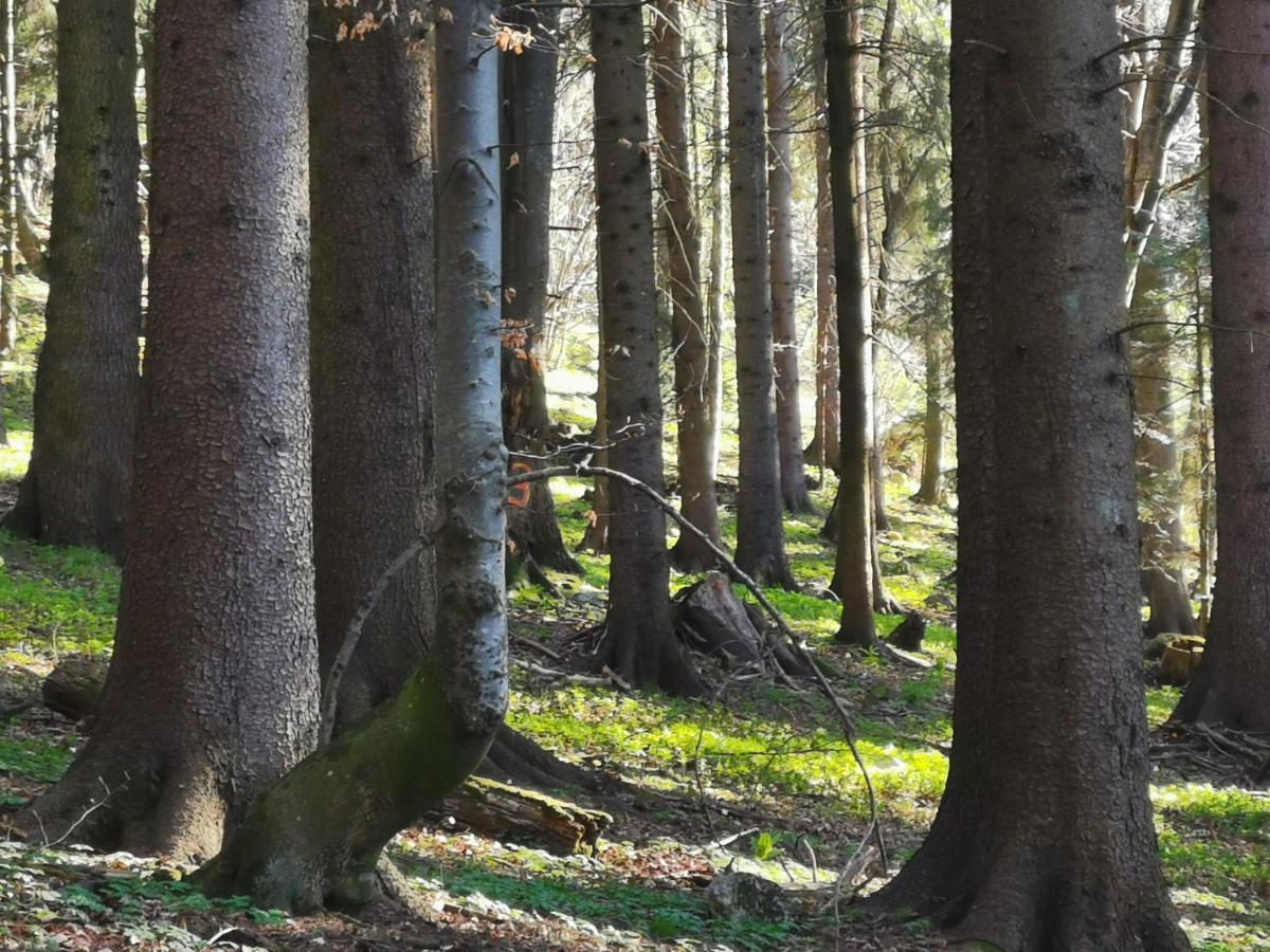 Challet Montan Poiana Brasov Bagian luar foto