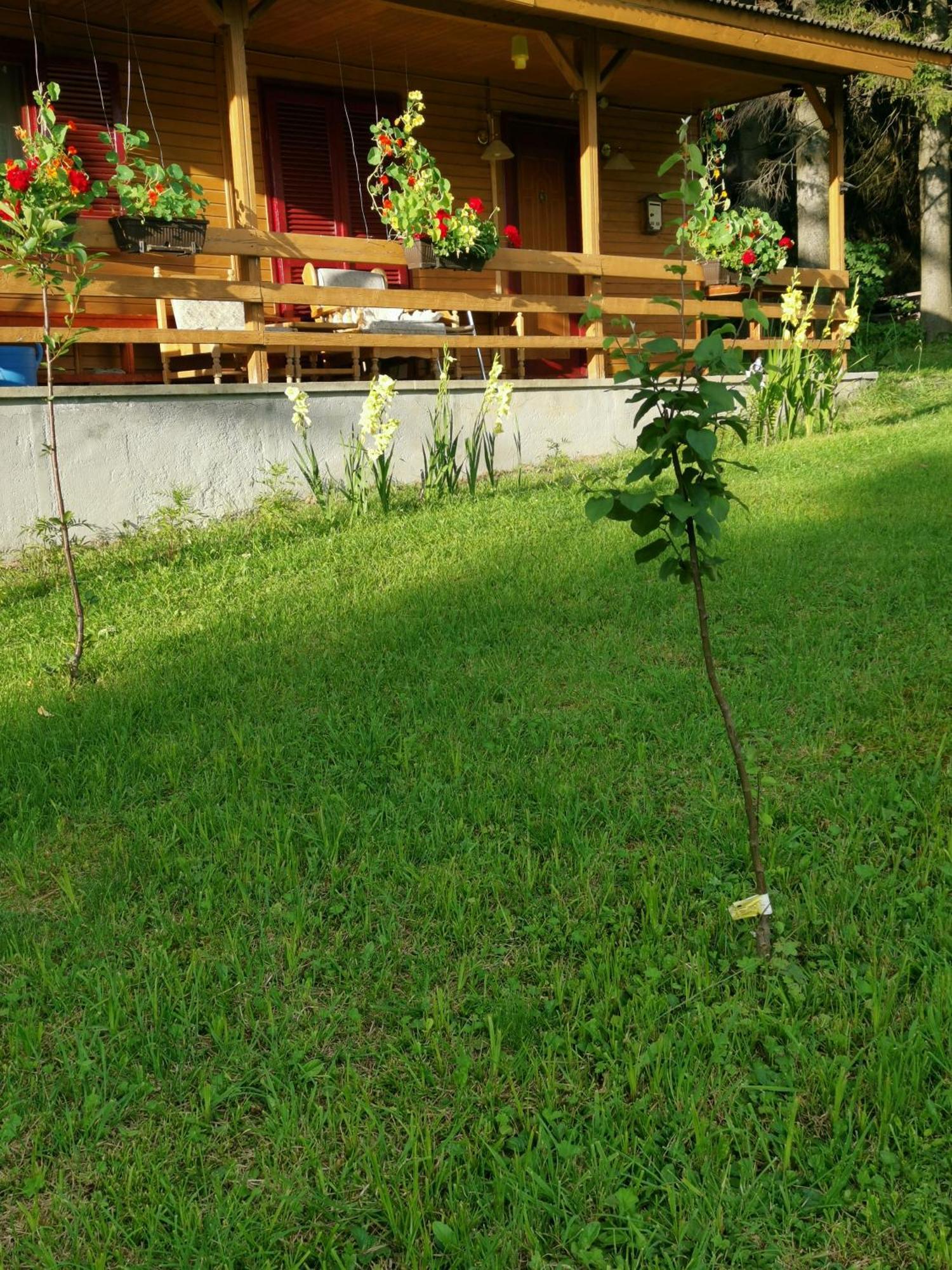 Challet Montan Poiana Brasov Bagian luar foto
